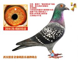 張根林最新鑒鴿，探索鑒鴿新境界