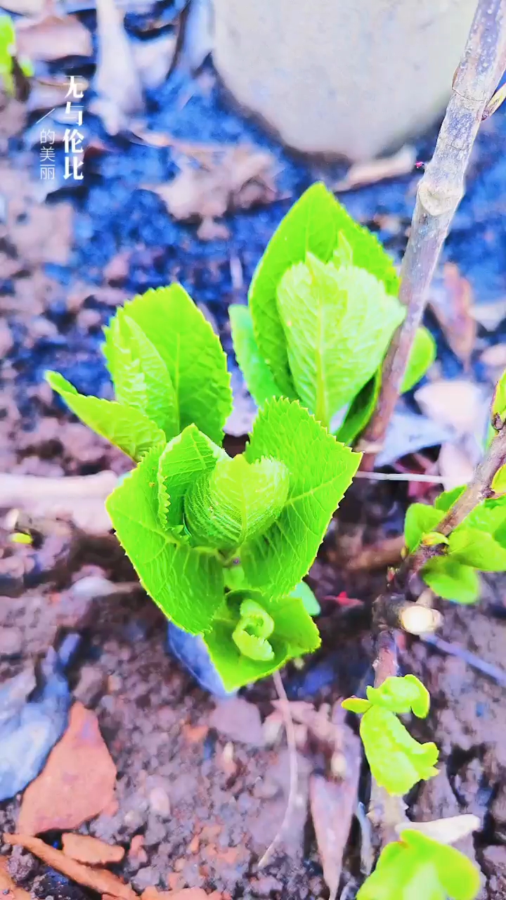 關(guān)于小草的奇妙世界，探索最新地址的無限可能