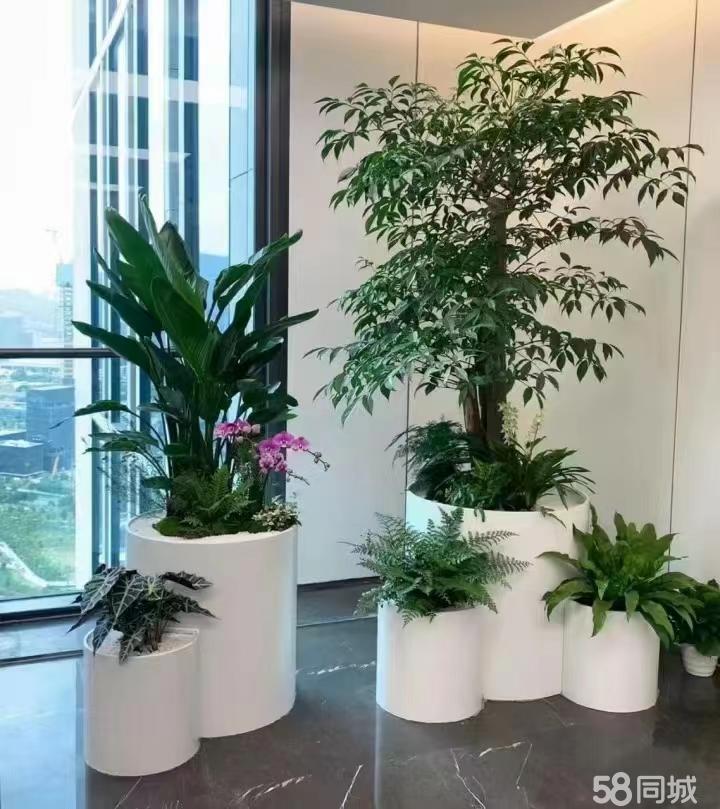 最新招聘，室內(nèi)植物養(yǎng)護(hù)專家